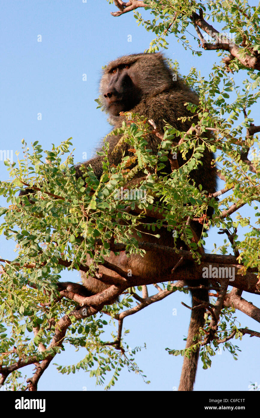 Un babouin Anubis se trouve dans les hautes branches d'un acacia surplombant le Parc National de Nechisar près d'Arba Minch en Éthiopie. Banque D'Images