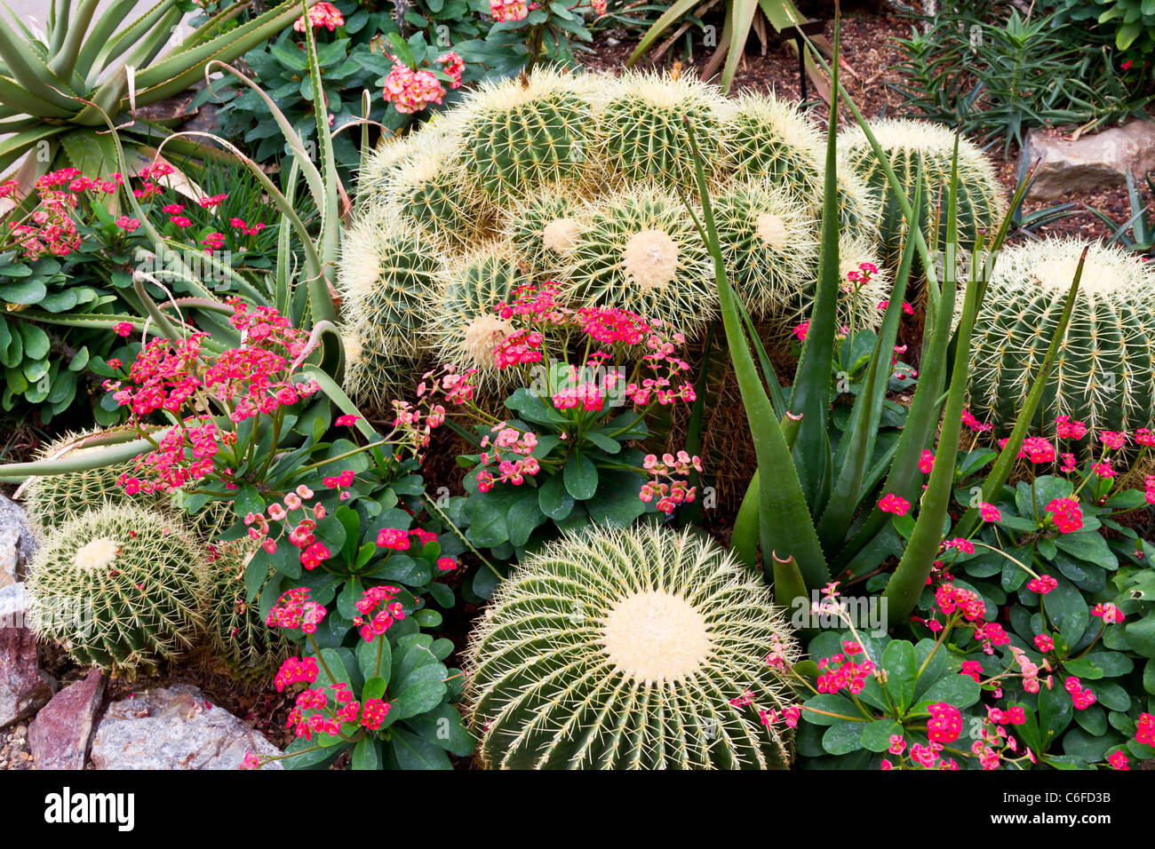 Cactus et succulentes jardins dans les jardins botaniques de Chicago, Chicago, Illinois, USA. Banque D'Images