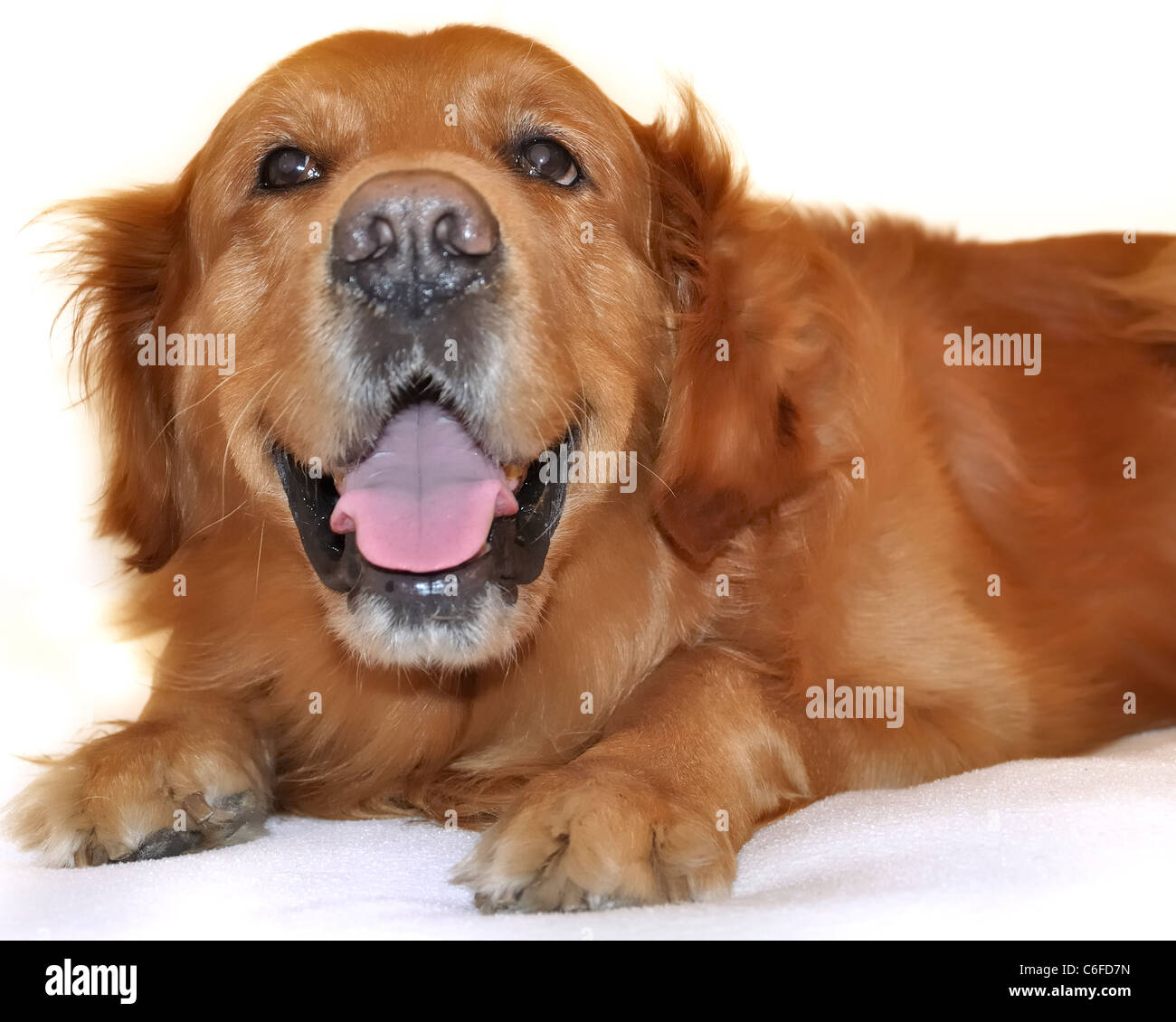 Golden retriever dog très drôle de visage. Banque D'Images