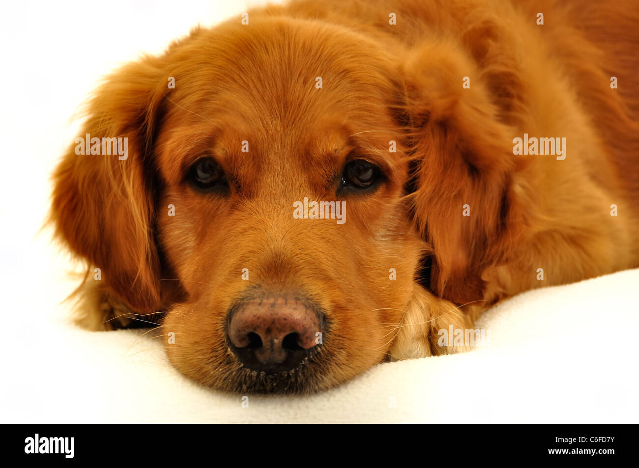Golden retriever dog visage très expressif. Banque D'Images