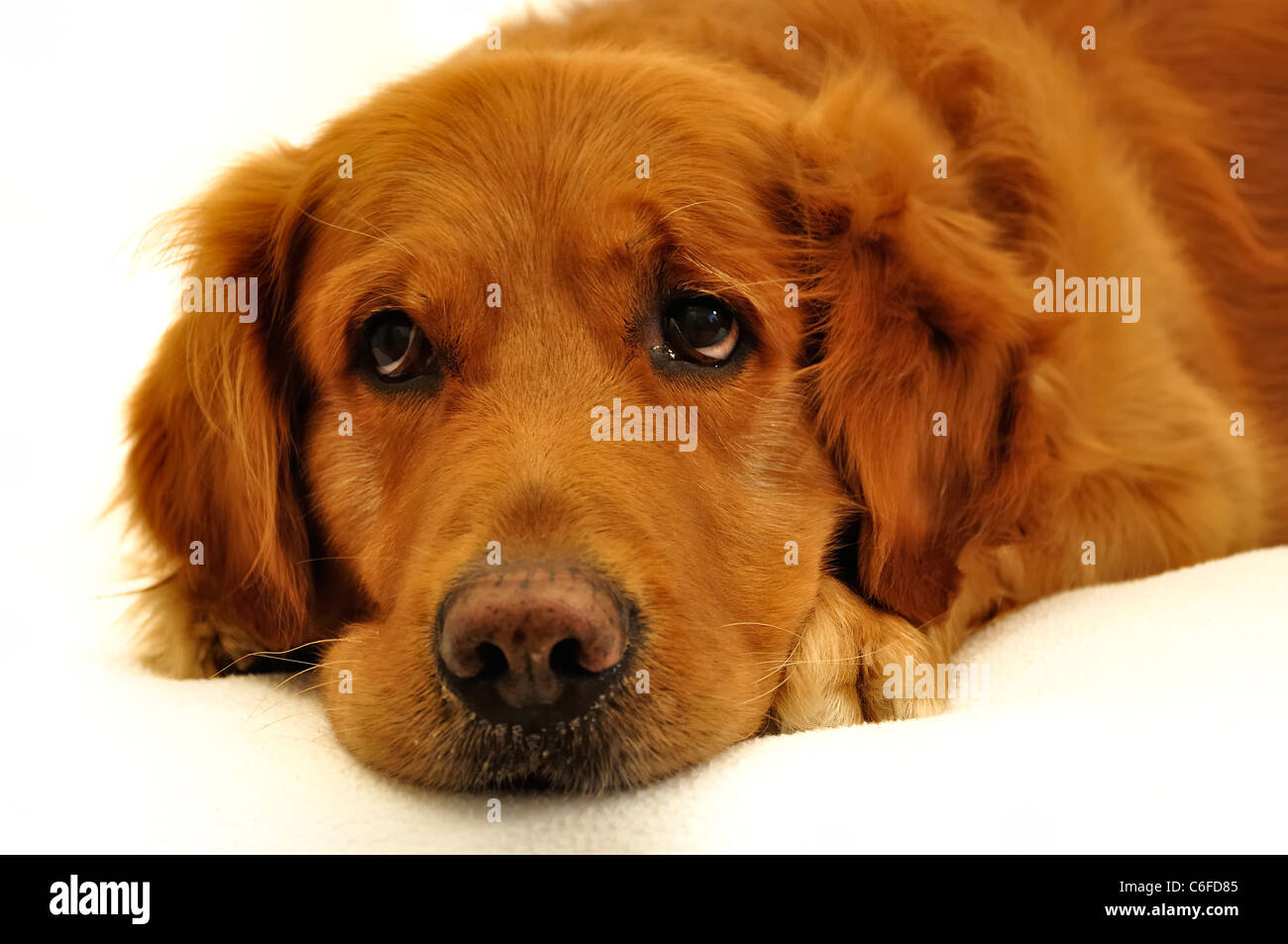 Golden retriever dog très expressif face close up. Banque D'Images