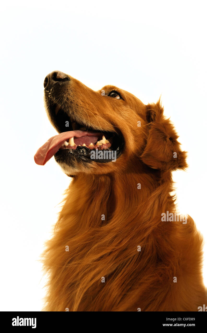 Golden retriever dog pour la coupe (close up). Banque D'Images