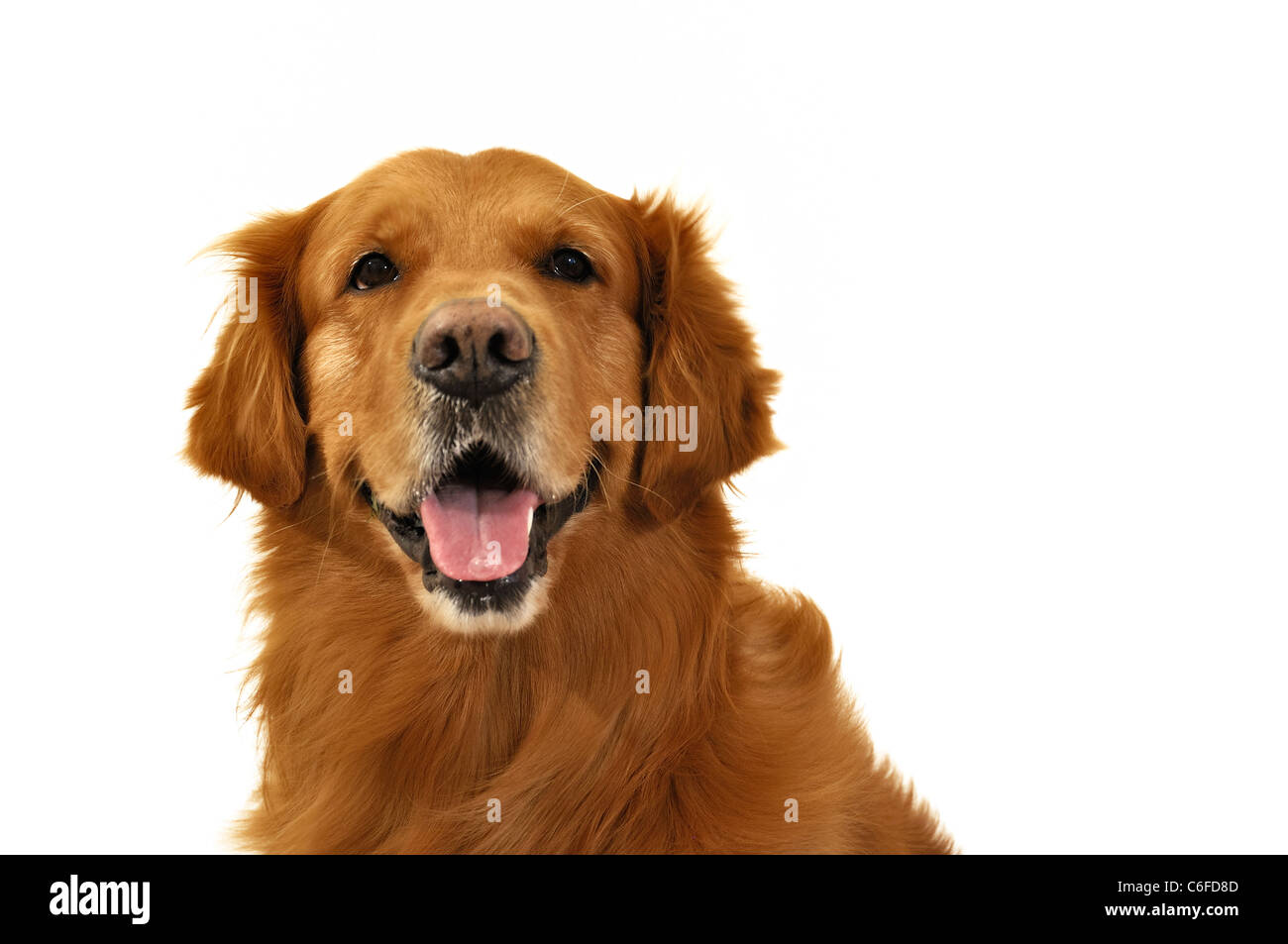 Golden retriever dog visage très expressif avant. Banque D'Images