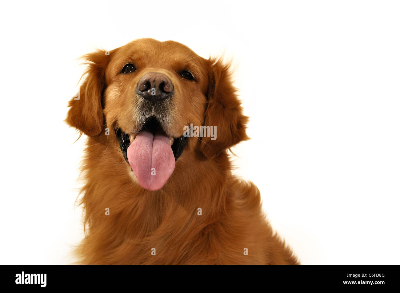 Golden retriever dog visage très expressif, avant, langue maternelle. Banque D'Images