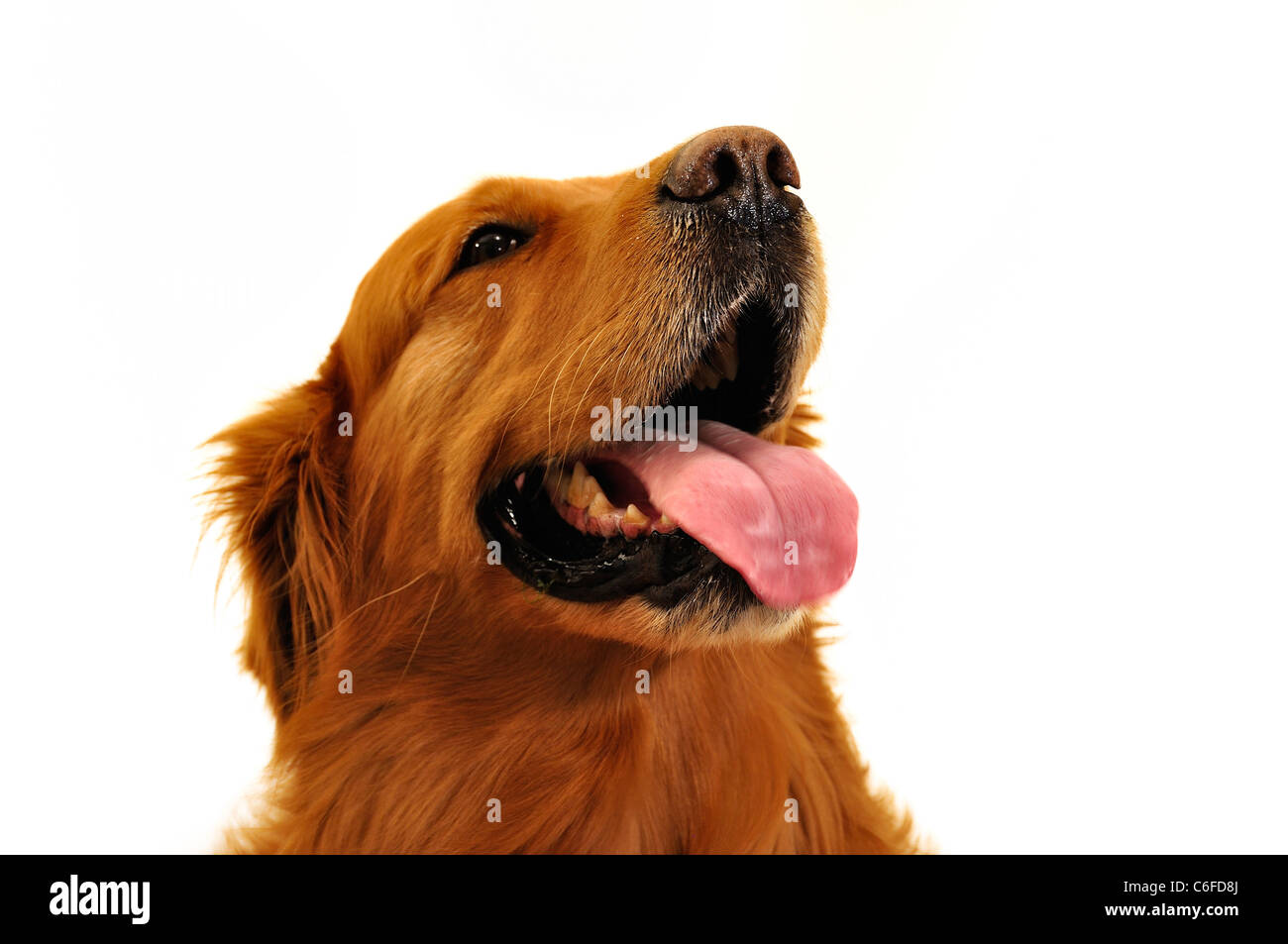 Golden retriever dog visage très expressif. Regardez le côté. Banque D'Images