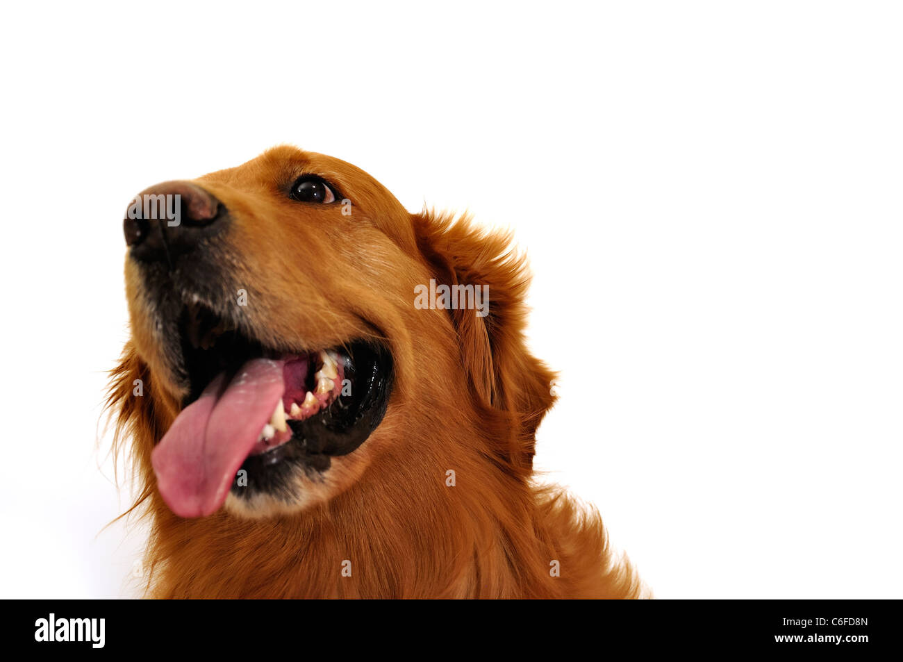 Golden retriever dog visage très expressif. Côté droit. Banque D'Images