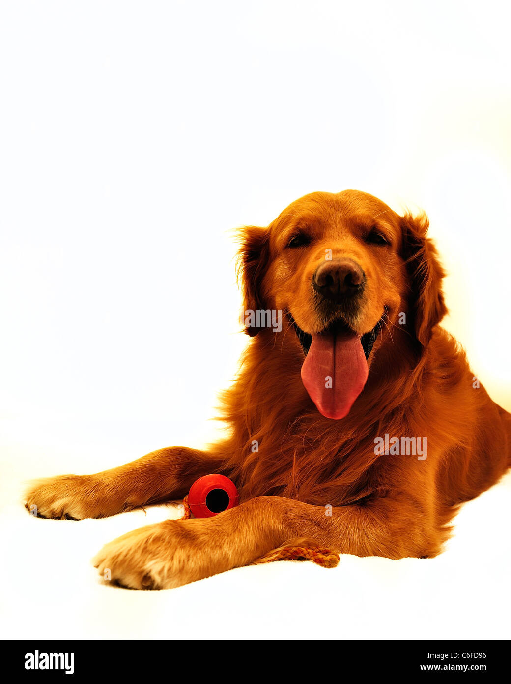 Golden retriever dog visage très expressif. Couchant avec jouet rouge. Banque D'Images