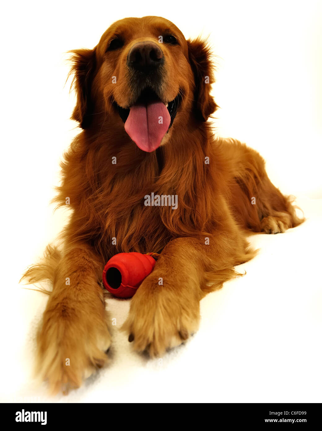 Golden retriever dog visage très expressif. Couchant avec jouet rouge, vue de face. Banque D'Images