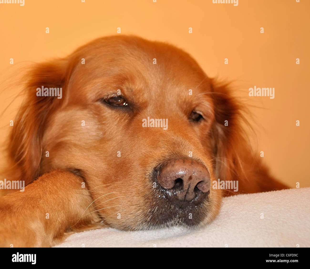 Golden retriever dog visage très expressif. Arrière-plan avec la couleur. Banque D'Images