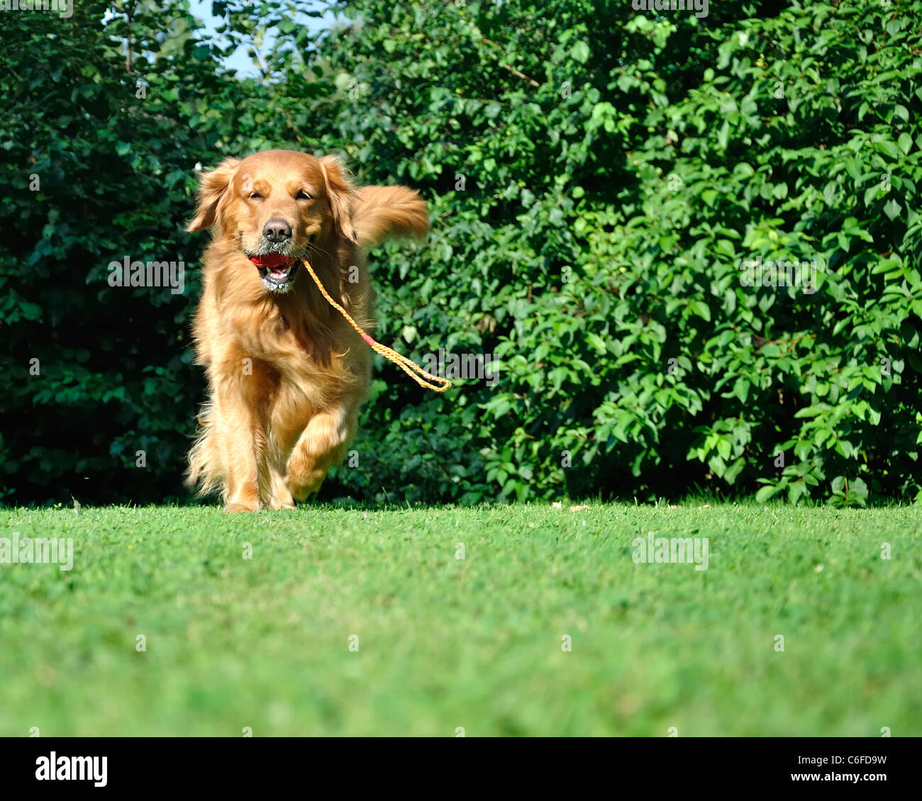 Golden retriever dog running in park avec un jouet. Banque D'Images