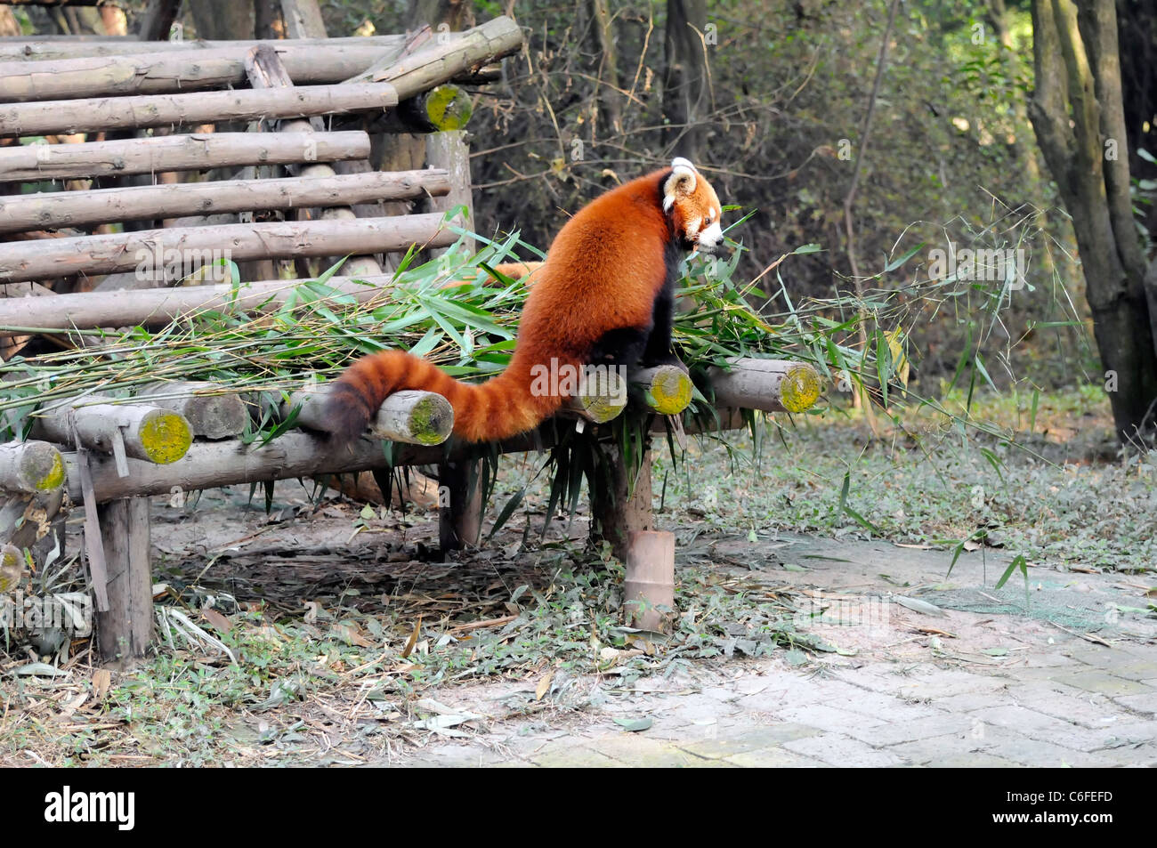 Le panda rouge (Ailurus fulgens), Base de recherche de Chengdu Panda géant de l'élevage, la Chine. Banque D'Images