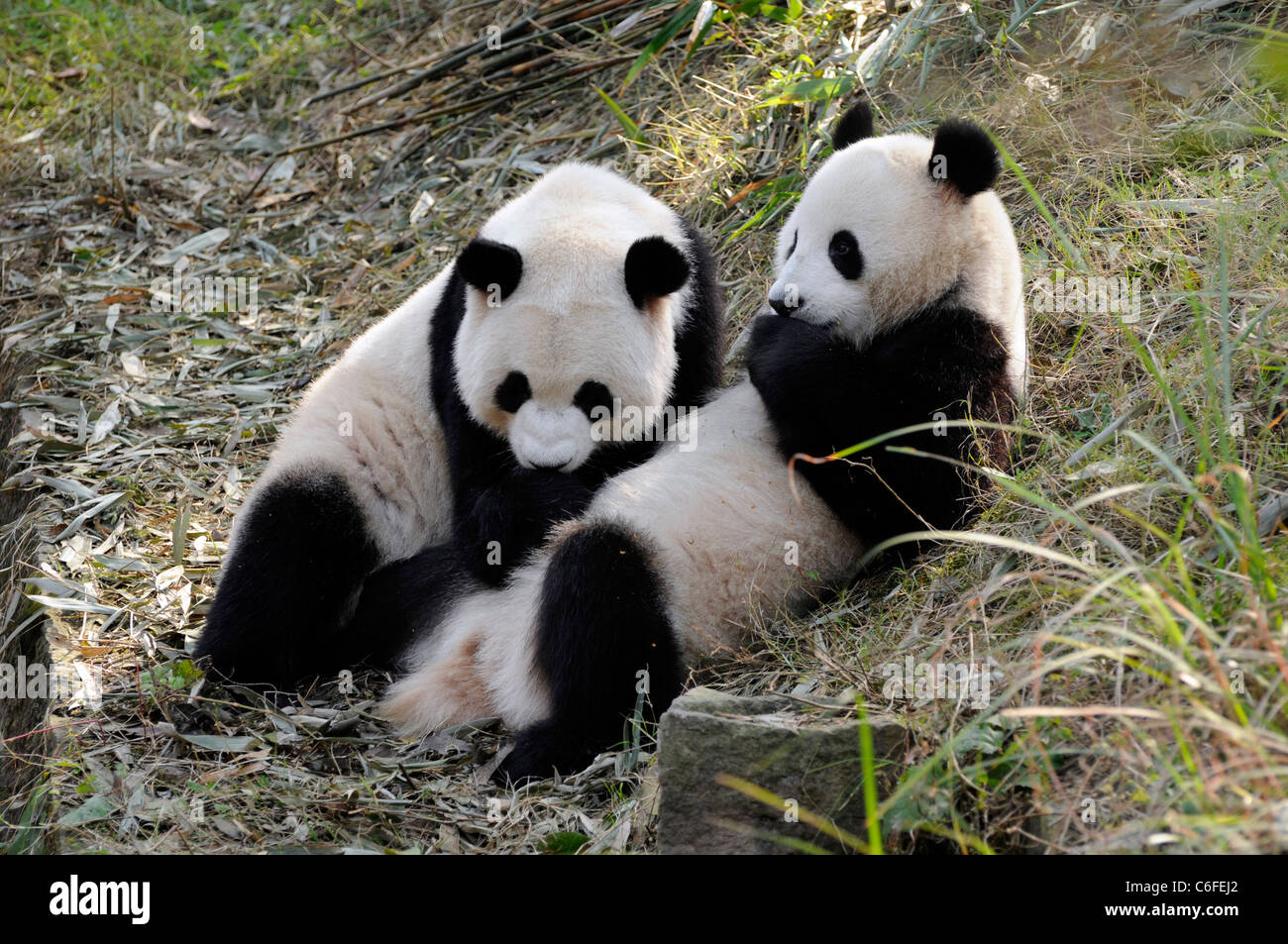 Deux sous-adulte panda géant (Ailuropoda melanoleuca), province du Sichuan, Chine Banque D'Images