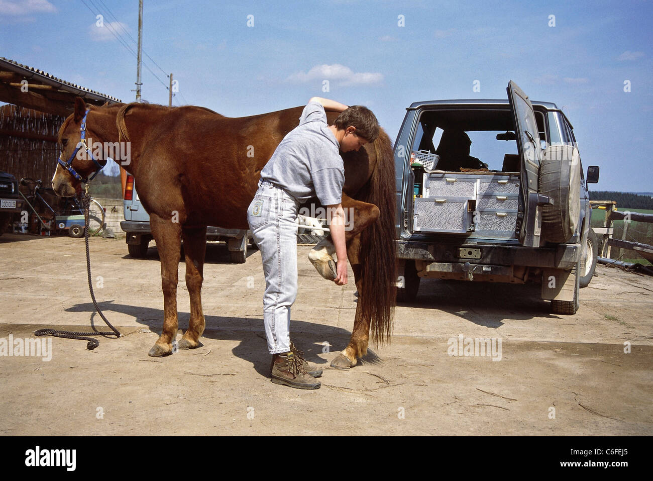 Veterinary : flexion hindleg par Quarter Horse Banque D'Images