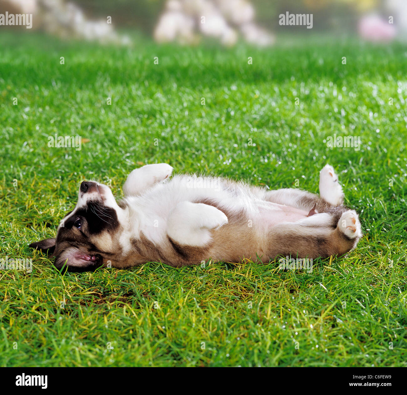 Half Breed puppy ( 5 1/2 semaines ) lying on meadow Banque D'Images