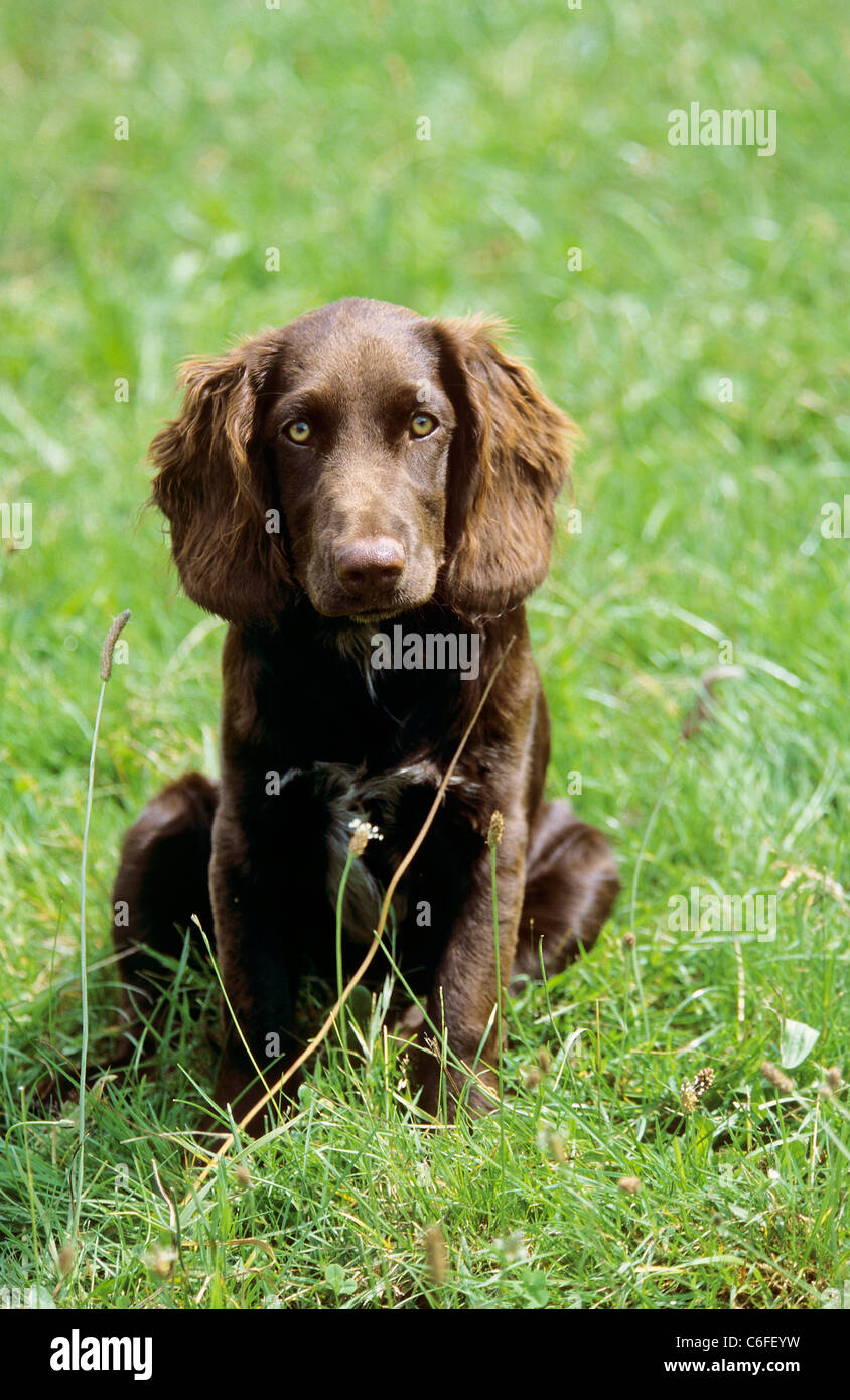 Jeune Allemand Spaniel chien - sitting on meadow Banque D'Images