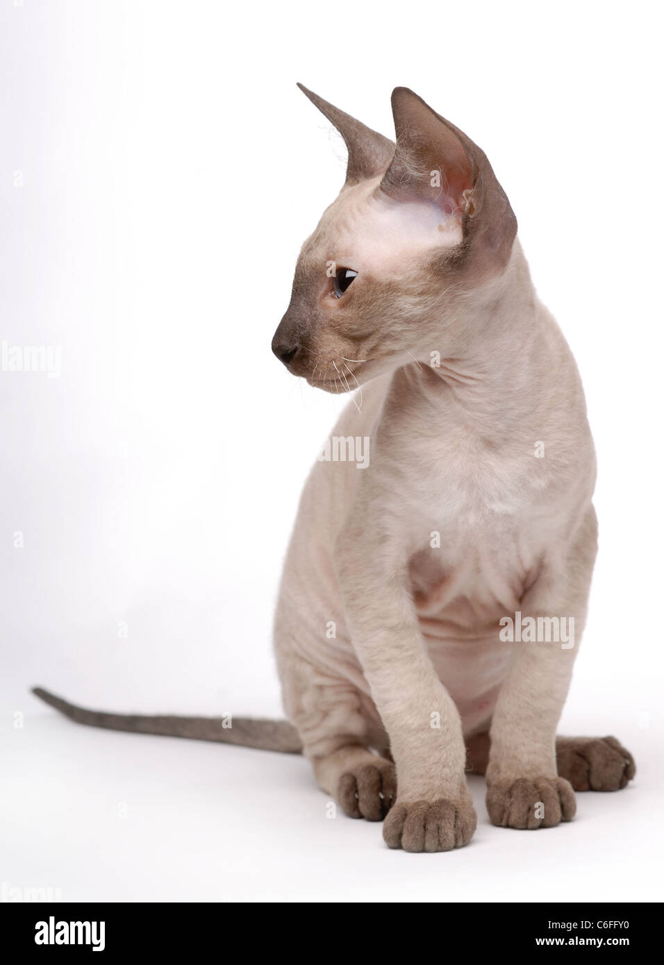 Peterbald Brown cat, Oriental Shorthair Banque D'Images