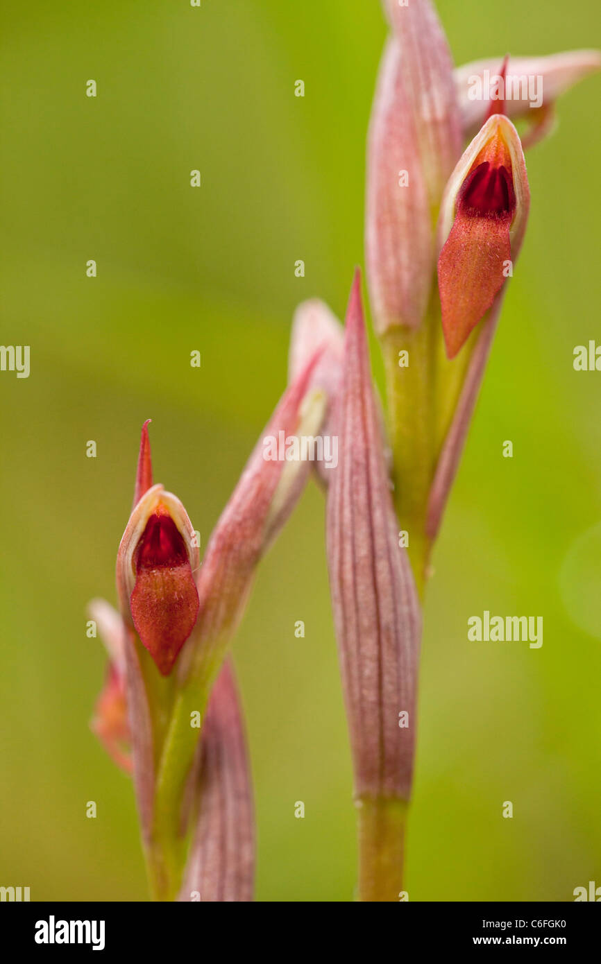 Une petite fleur orchidée Serapias parviflora, langue maternelle, en fleurs, au sud de l'Italie. Banque D'Images