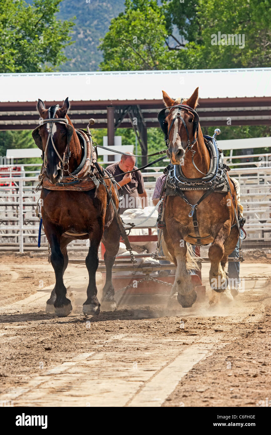 Chevaux de trait tirant à la concurrence local county fair avec chevaux de travailler dur pour faire glisser un lourd traîneau de masse sur un long terme. Banque D'Images