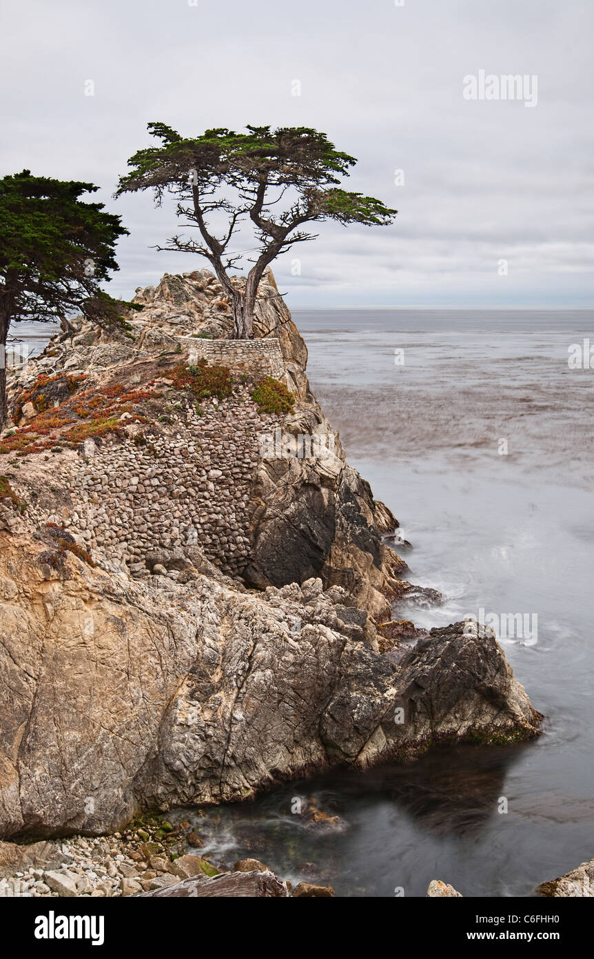 Le fameux Lone Cypress tree (Cupressus macrocarpa) de Pebble Beach, en Californie. Banque D'Images
