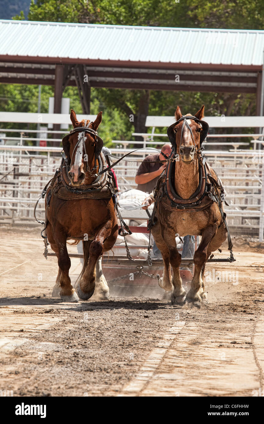 Chevaux de trait tirant à la concurrence local county fair avec chevaux de travailler dur pour faire glisser un lourd traîneau sur une longue course. Banque D'Images