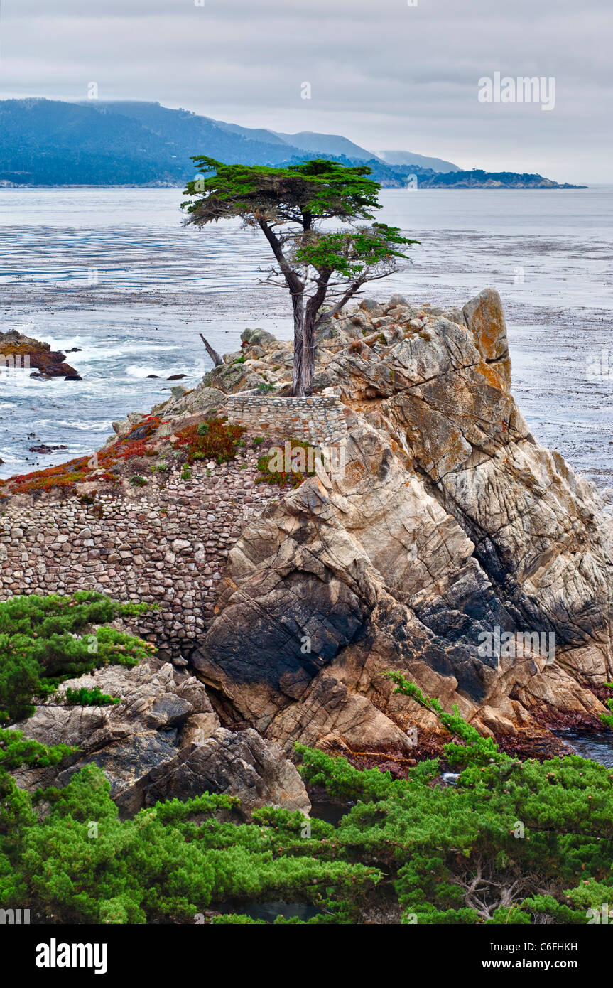 Le fameux Lone Cypress tree (Cupressus macrocarpa) de Pebble Beach, en Californie. Banque D'Images