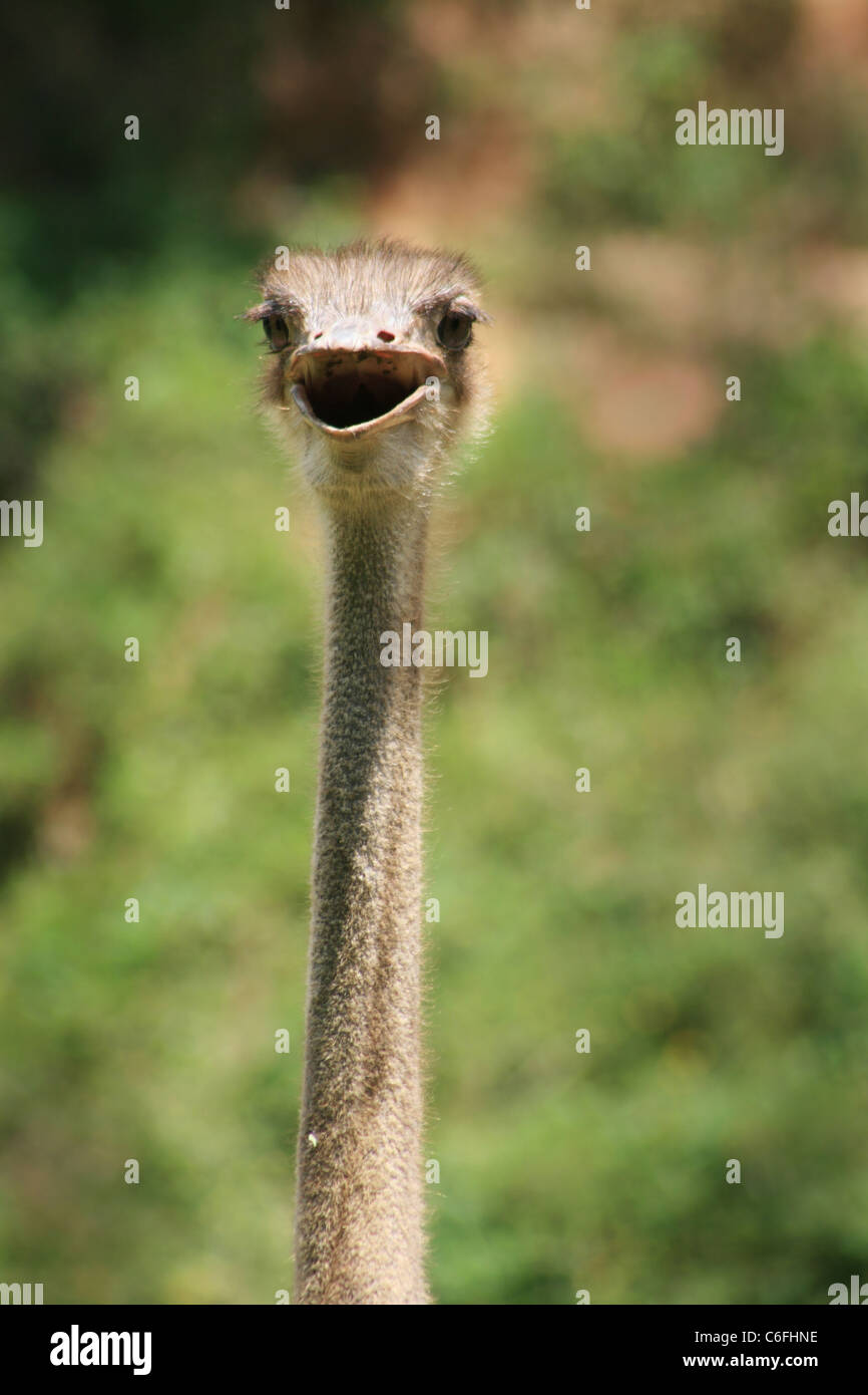 Tête et cou d'Autruche (Struthio camelus), à l'avant Banque D'Images