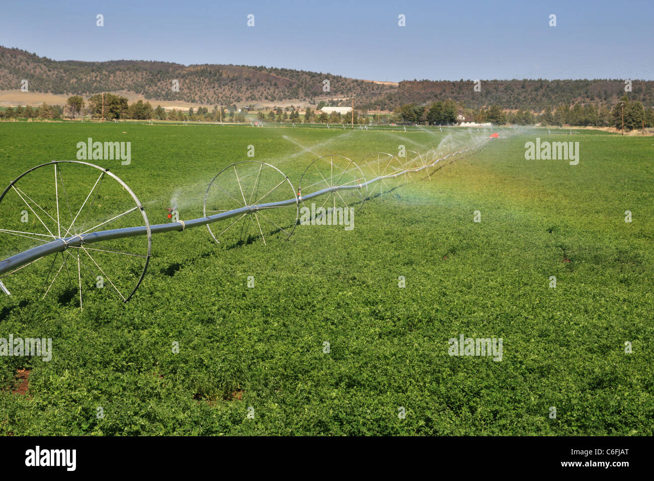 Ligne de roue système d'irrigation dans un champ de luzerne de l'Oregon central Banque D'Images