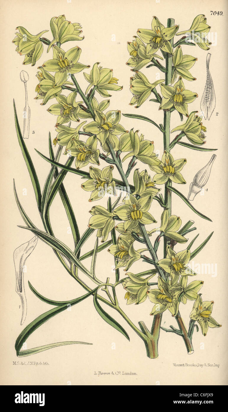 Delphinium zalil, native du Khorasan, en Afghanistan. Banque D'Images