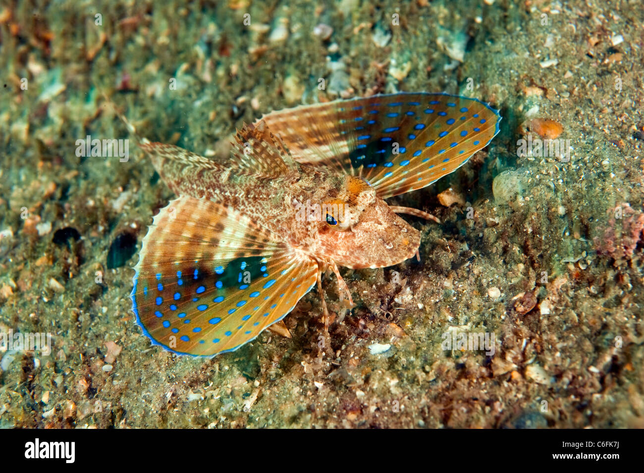Blue Spotted Sea Robin, Prionotus roseus, nage vers le bas de l'Lake Worth Lagoon, Singer Island, en Floride. Banque D'Images