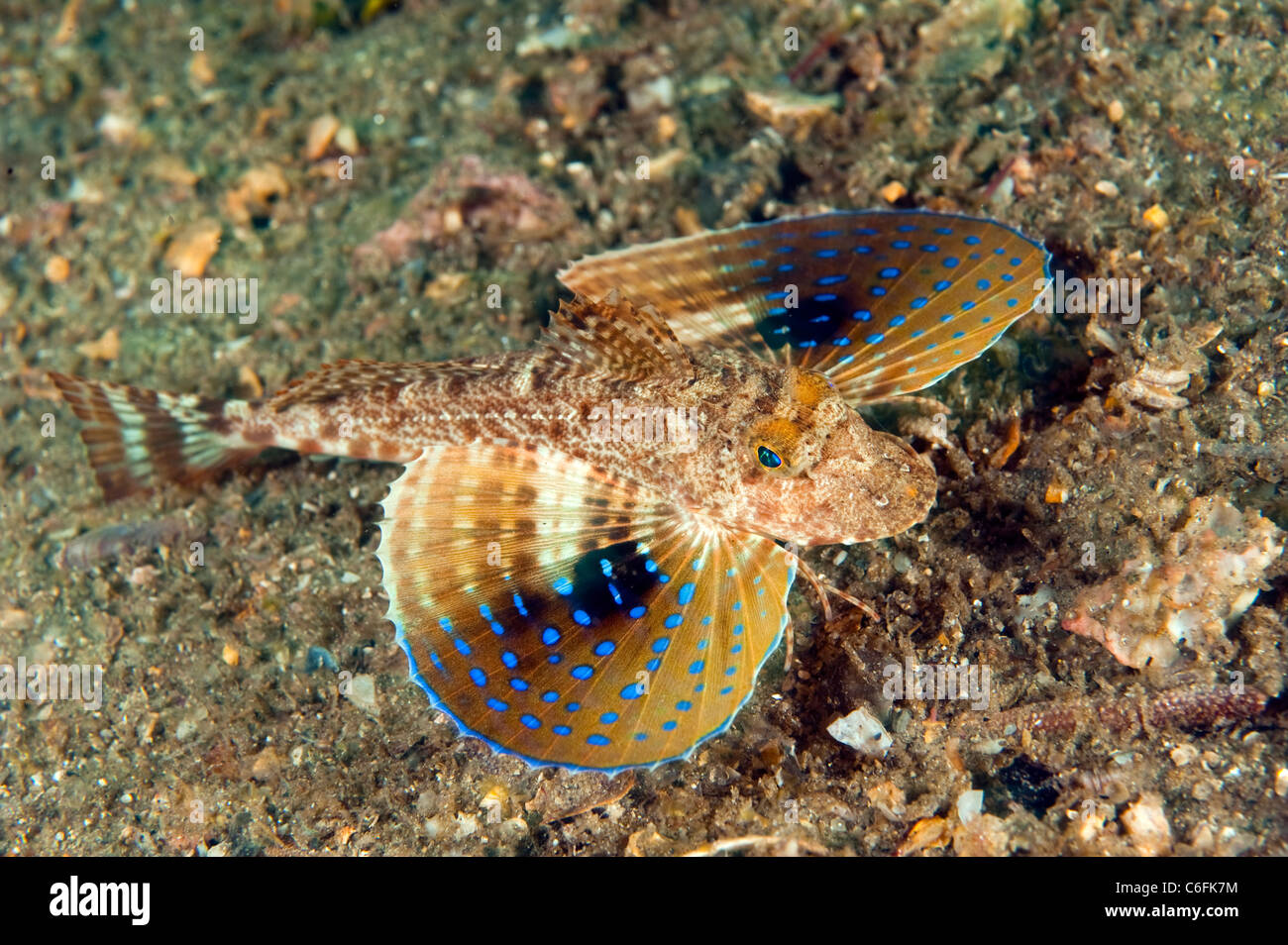 Blue Spotted Sea Robin, Prionotus roseus, nage vers le bas de l'Lake Worth Lagoon, Singer Island, en Floride. Banque D'Images