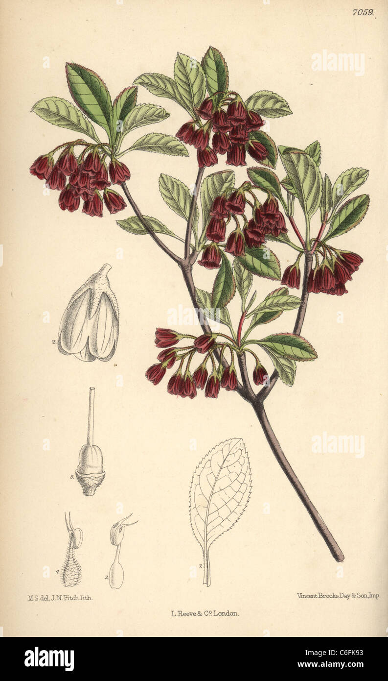 Enkianthus campanulatus, originaire du Japon. Banque D'Images