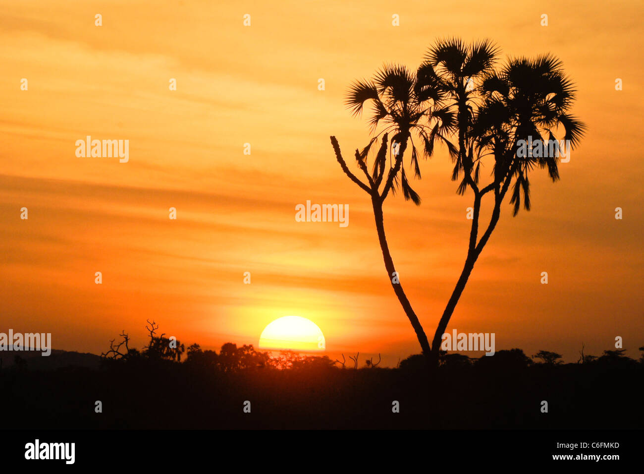 Lever de soleil derrière palmier arbre, Samburu, Kenya Banque D'Images