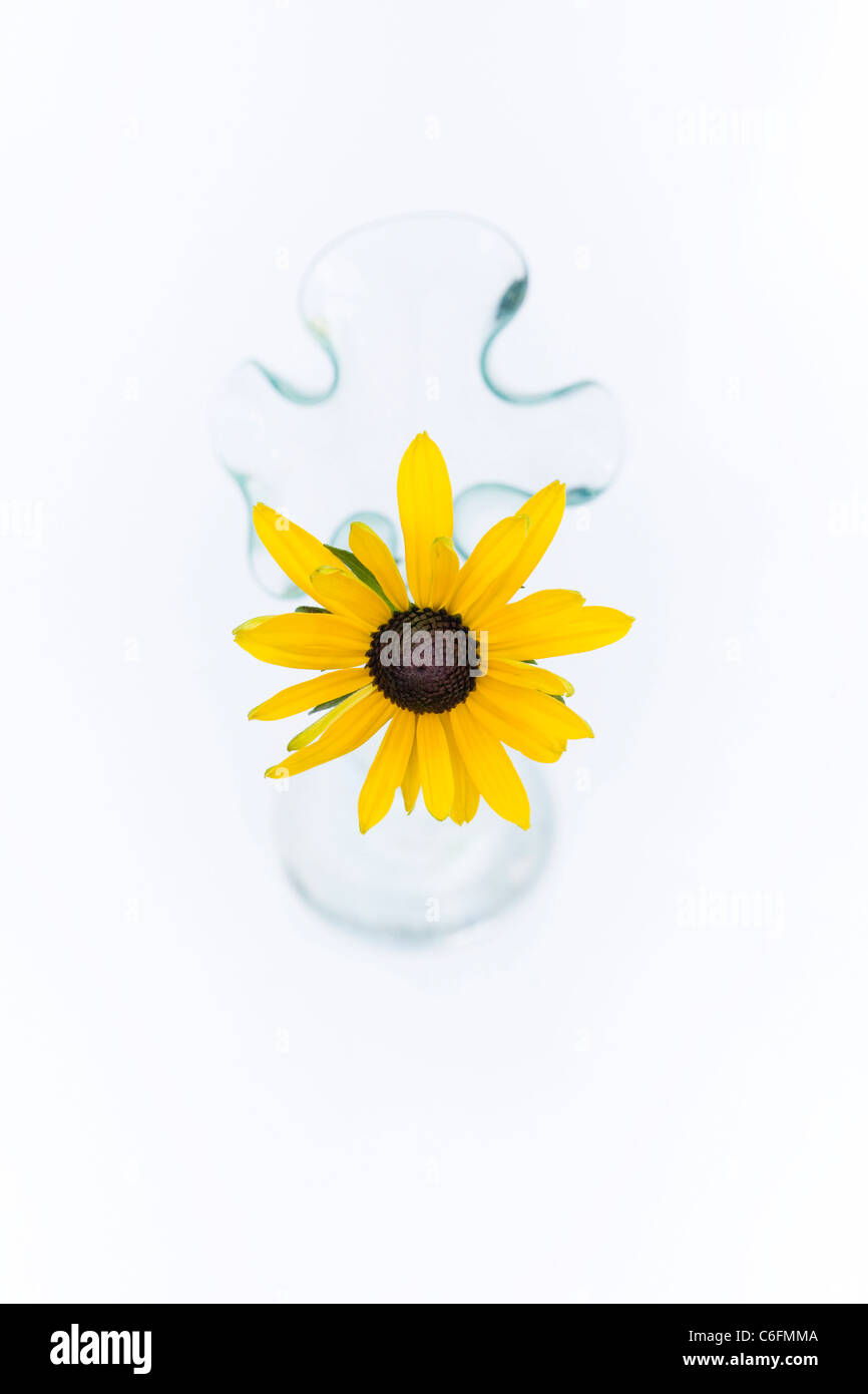 Rudbeckia hirta. Échinacée pourpre. Seule la tige de fleurs dans un vase en verre sur un fond blanc. Banque D'Images