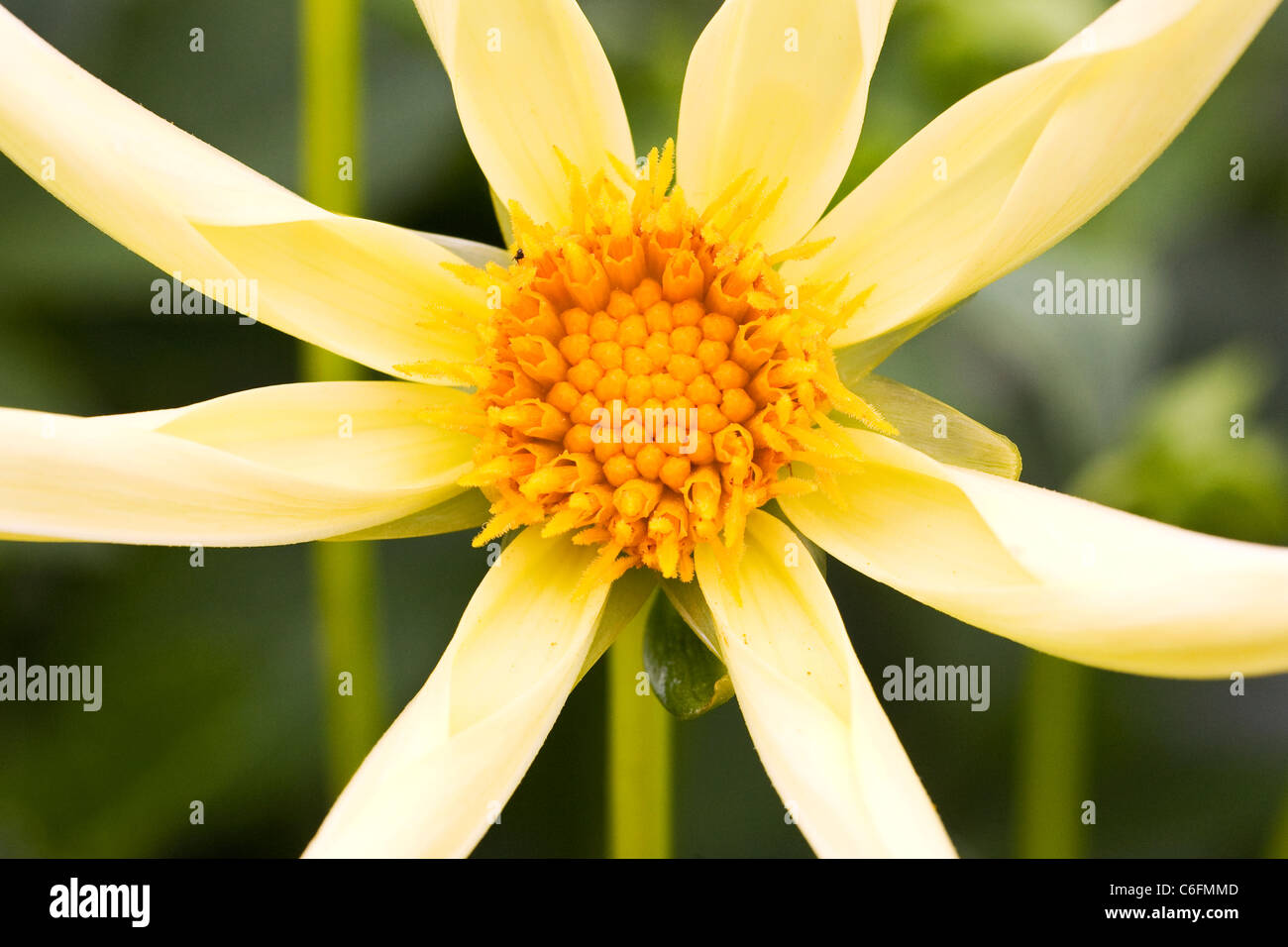 Dahlia jaune 'Honka'. Seule fleur Dahlia. Banque D'Images