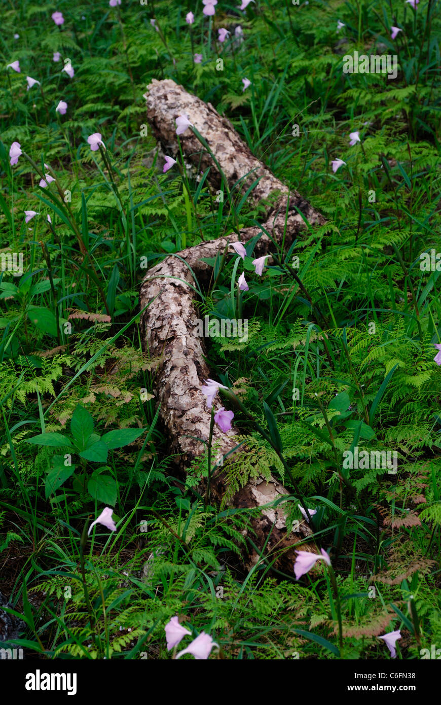 Pine log dans un champ de fleurs sauvages, Dong Hua Sao, Zone nationale de conservation de la biodiversité, le Laos Champassak Plateau Boloven Banque D'Images
