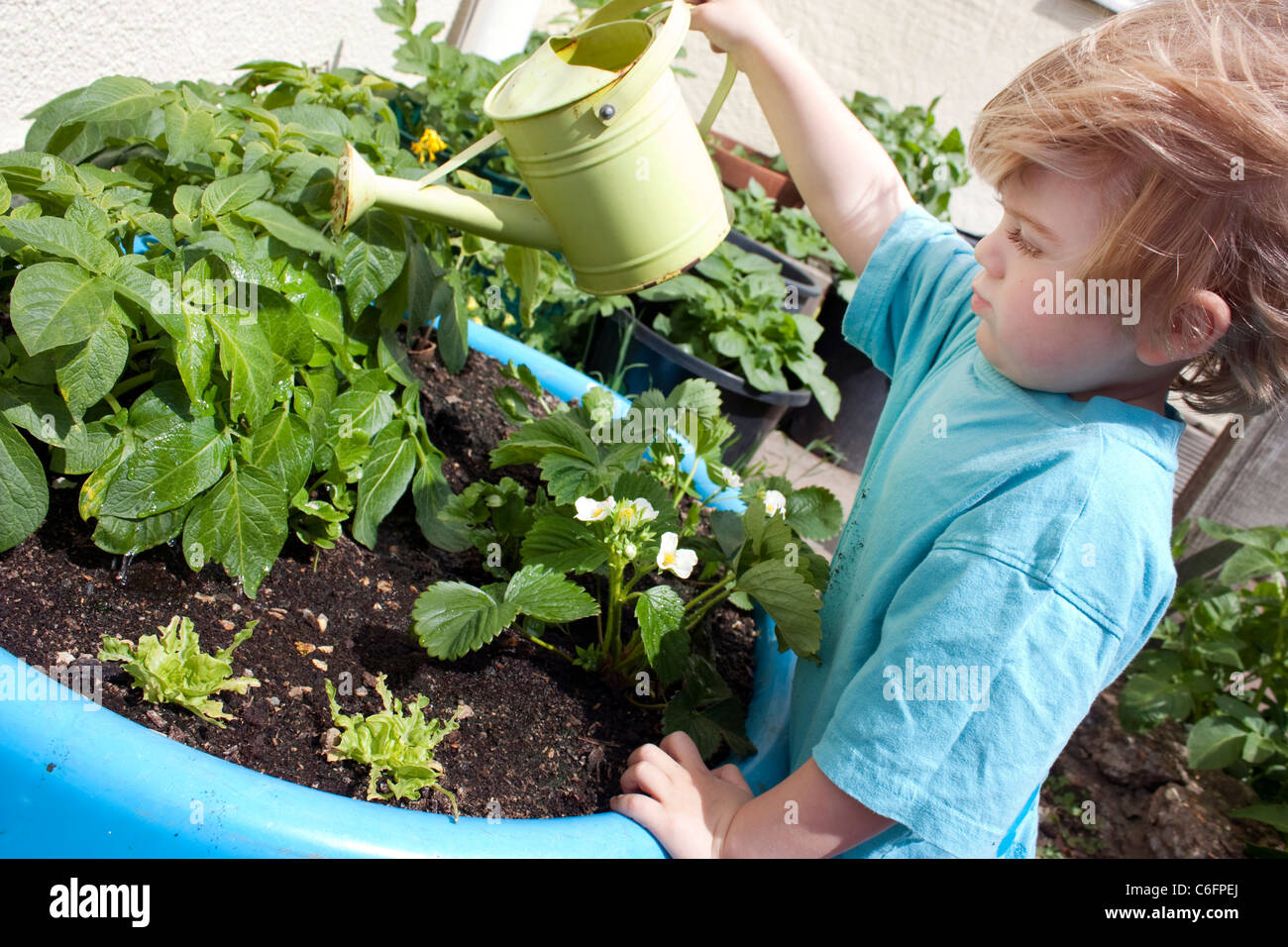 Petit garçon arroser son propre petit jardin en été Banque D'Images