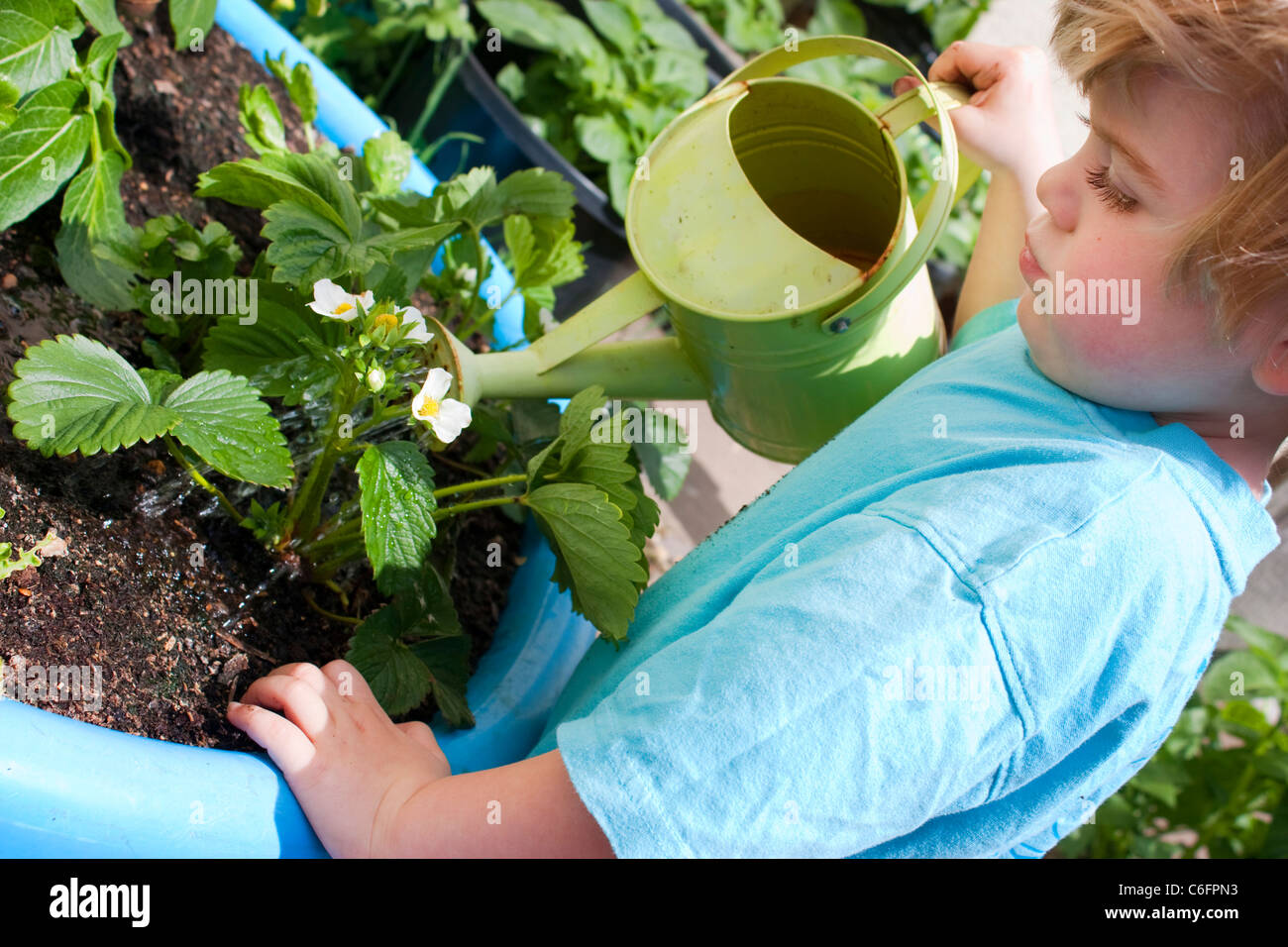 Petit garçon arroser son propre petit jardin et fraisiers Banque D'Images