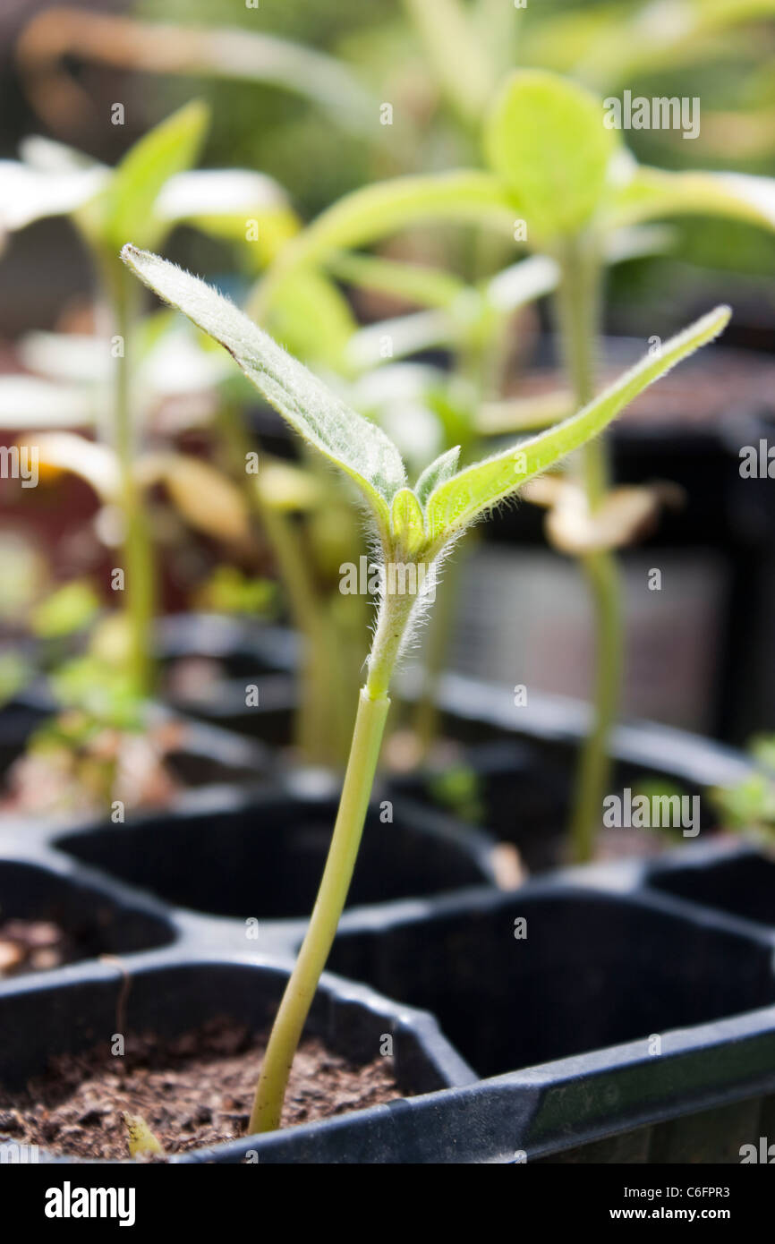 Les jeunes plantules de tournesol en extérieur dans un bac de semences Banque D'Images