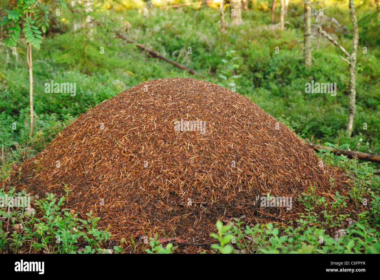 Fourmi énorme nid (Formica rufa) dans une forêt suédoise Banque D'Images