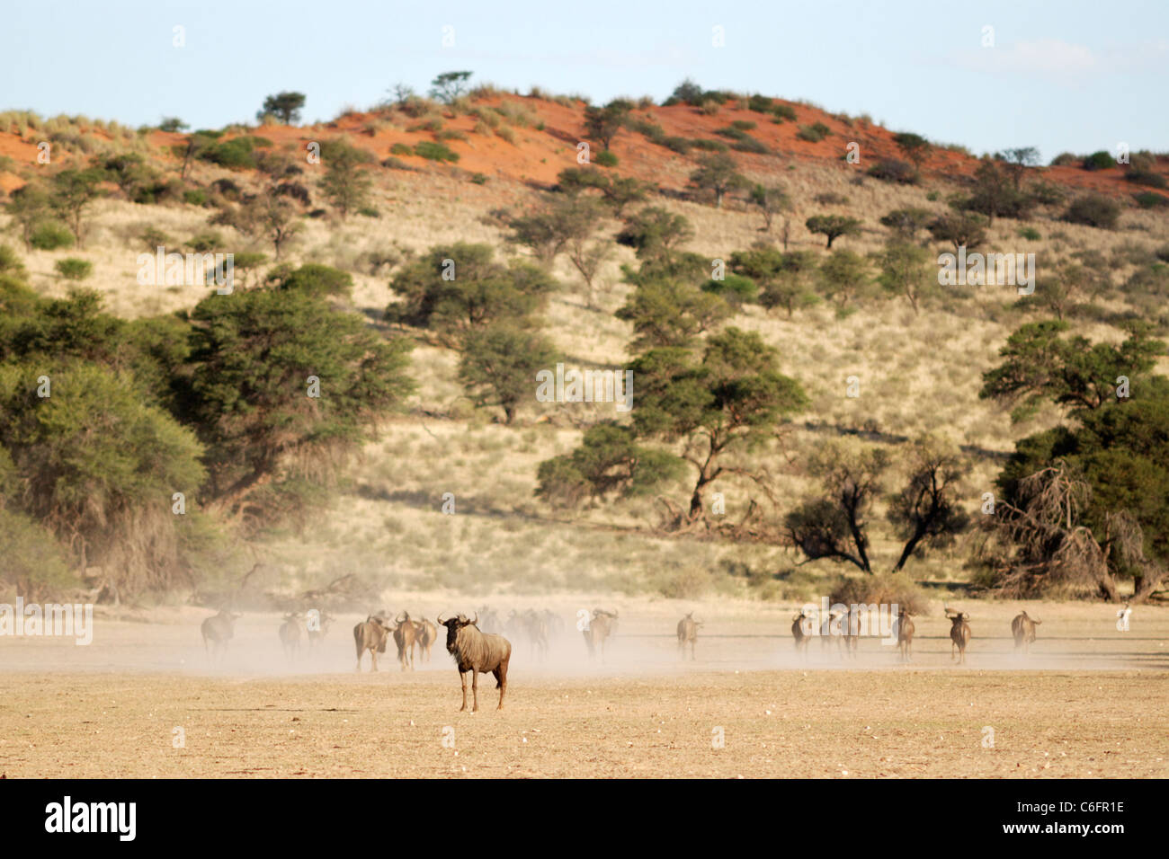 Le Gnou bleu (Connochaetes taurinus), Kgalagadi Transfrontier Park, Afrique du Sud Banque D'Images