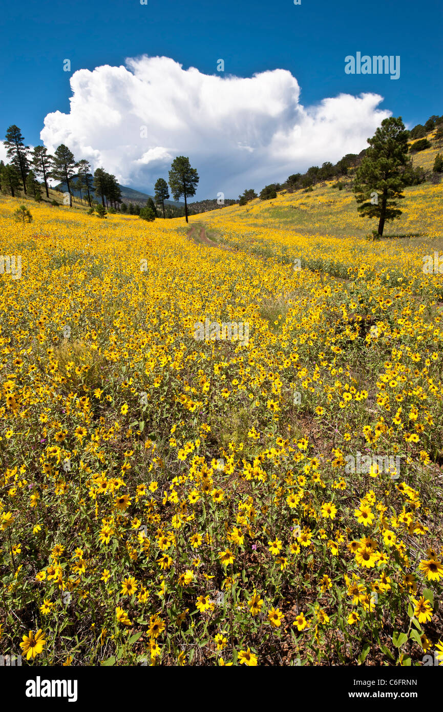 Le tournesol est une commune largement ramifiée, stout, annuel 1 1/2-8 ft. de hauteur, avec des feuilles et tiges velues grossièrement. Fleur terminale. Banque D'Images