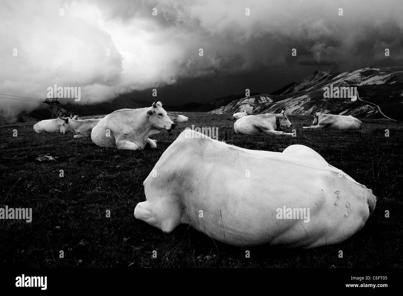 Vaches blanches sur un ciel nuageux mountain Banque D'Images