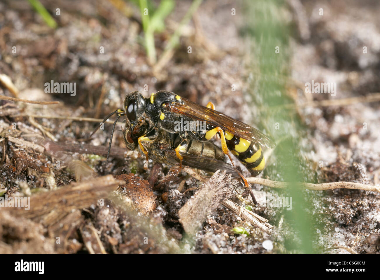 Domaine digger wasp, Mellinus arvensis fly manger après première paralysent sa victime. Banque D'Images