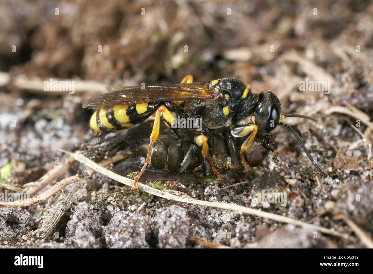 Domaine digger wasp, Mellinus arvensis fly manger après première paralysent sa victime. Banque D'Images