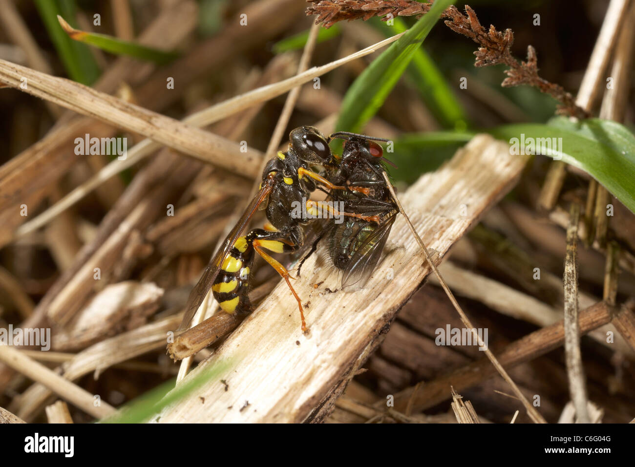 Domaine digger wasp, Mellinus arvensis fly manger après première paralysent sa victime. Banque D'Images