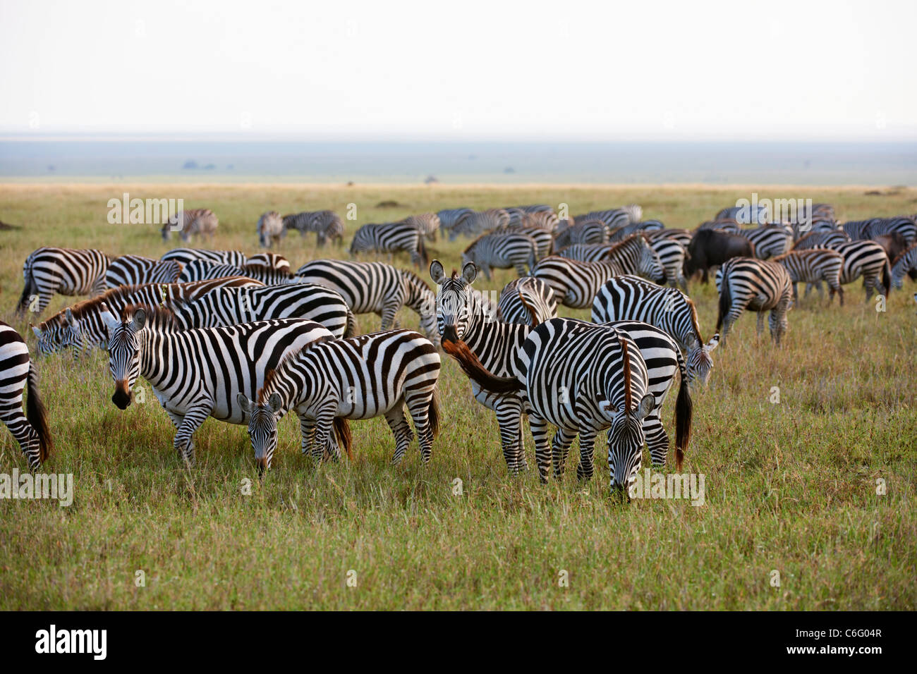 Sur les migrations zèbre des plaines, Equus quagga, Serengeti, Tanzania, Africa Banque D'Images