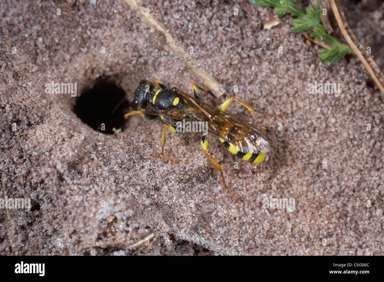 Domaine digger wasp, Mellinus arvensis le creusement d'une niche dans un sol sableux, au Royaume-Uni. Banque D'Images