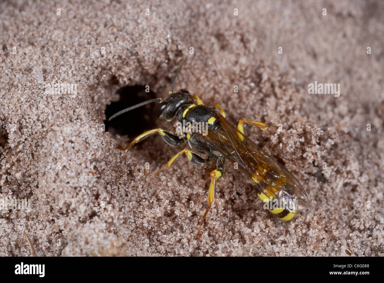 Domaine digger wasp, Mellinus arvensis le creusement d'une niche dans un sol sableux, au Royaume-Uni. Banque D'Images