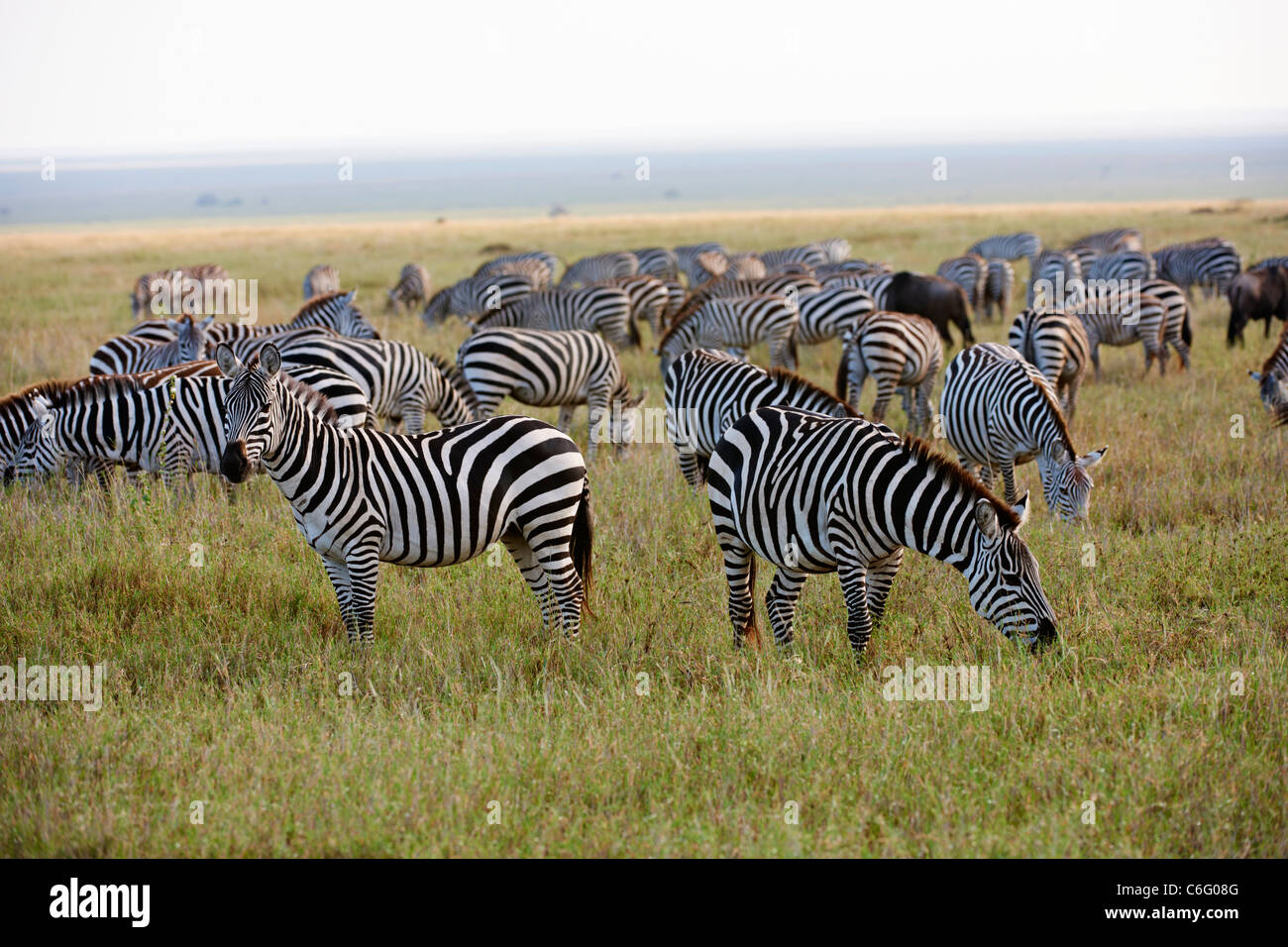 Sur les migrations zèbre des plaines, Equus quagga, Serengeti, Tanzania, Africa Banque D'Images