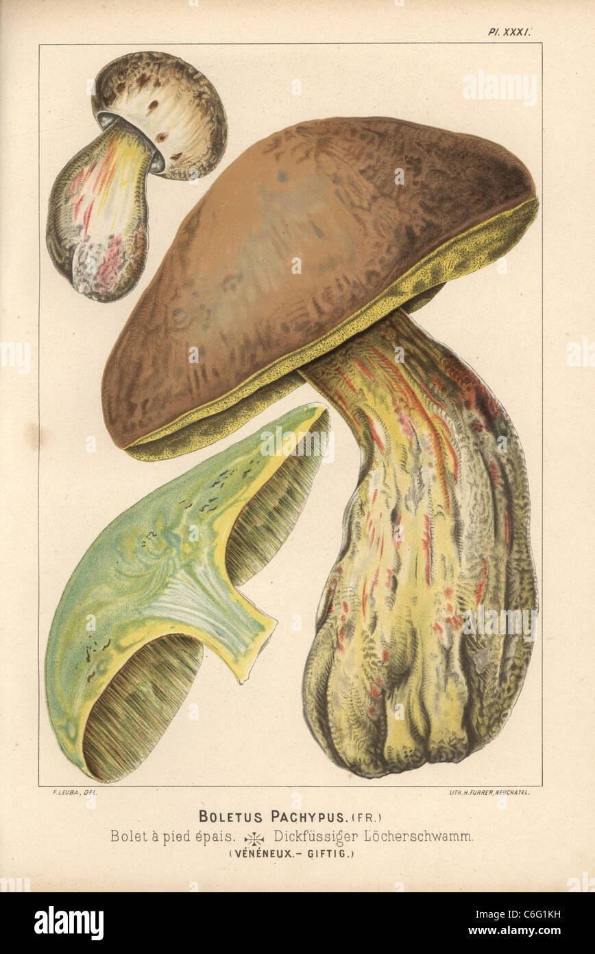 Hêtre amer, Boletus calopus bolet, Boletus pachypus, Bolet a pied epais, toxiques. Banque D'Images